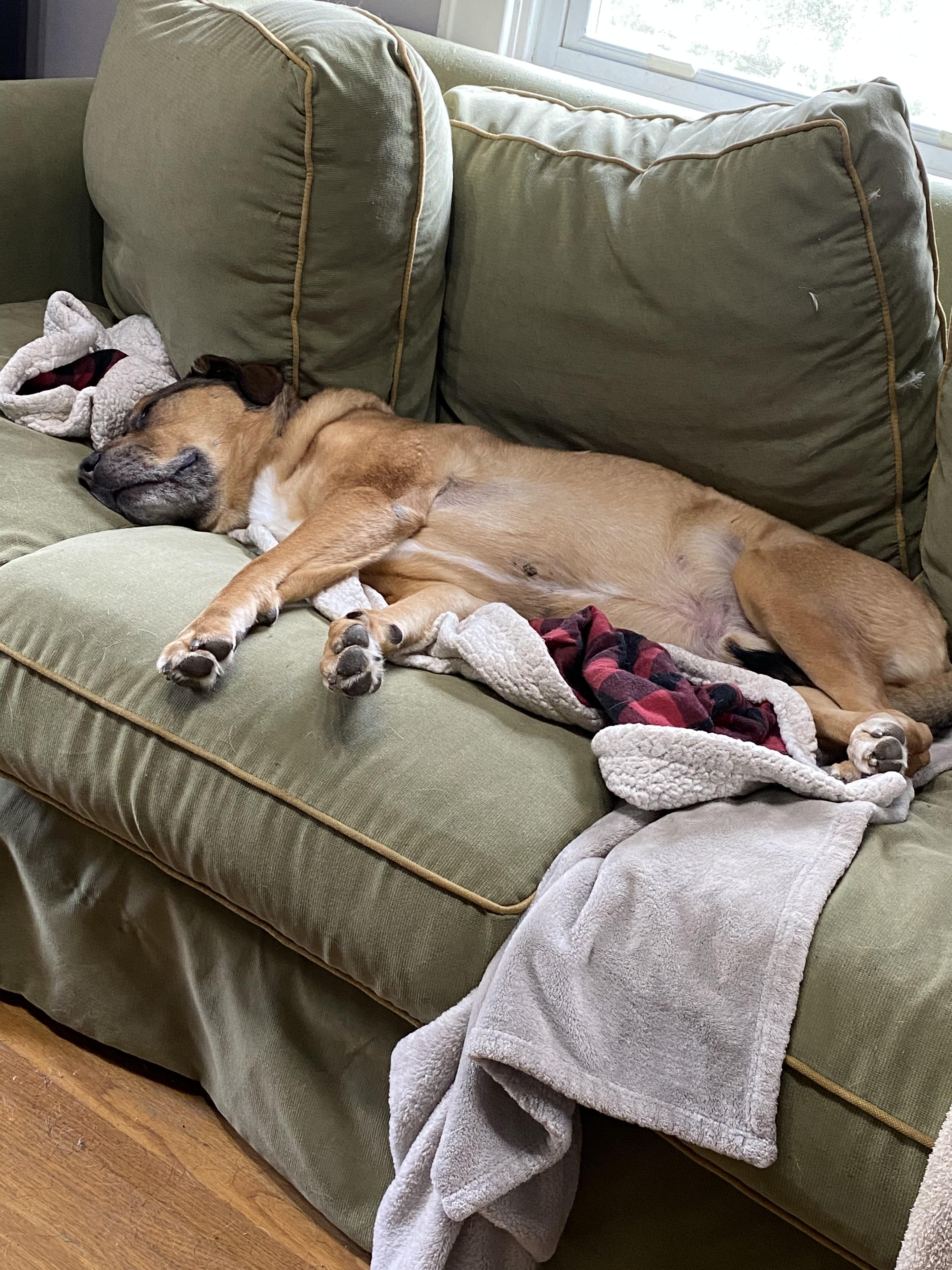 Enlarge Henry, a Adoptable mixed breed in Cincinnati, OH image 6/6