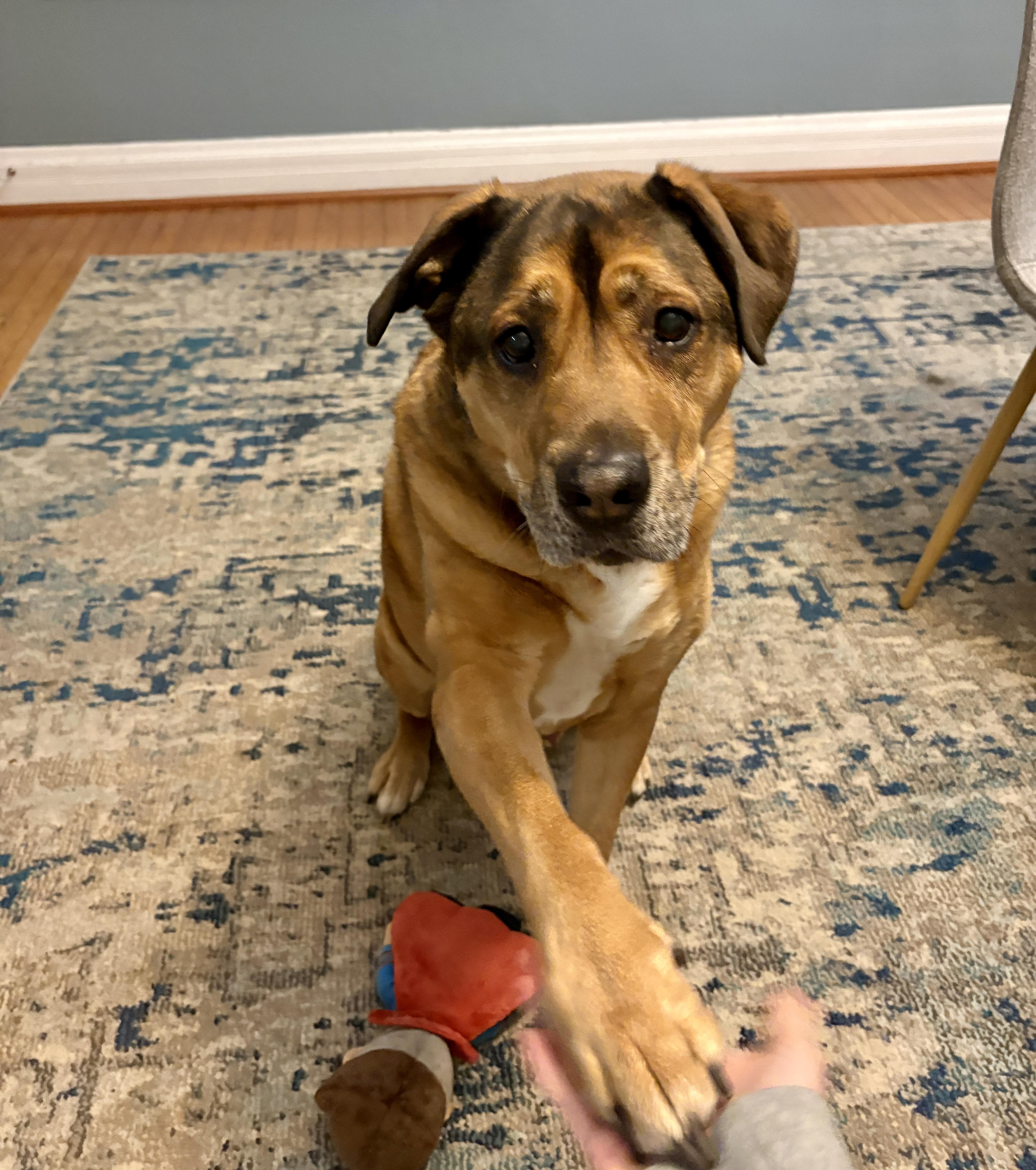 Enlarge Henry, a Adoptable mixed breed in Cincinnati, OH image 3/6