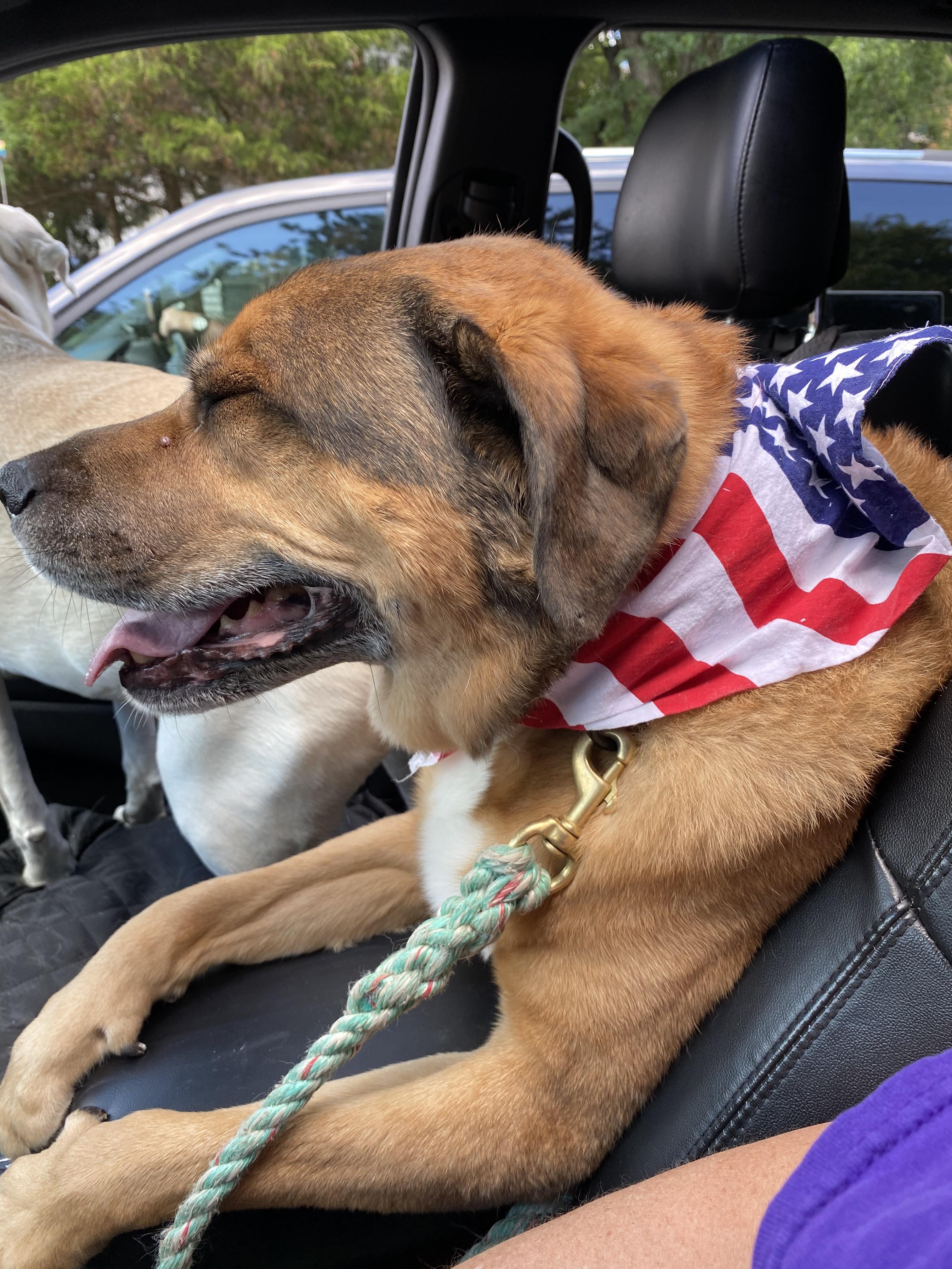 Henry, a Adoptable mixed breed in Cincinnati, OH image 6/6