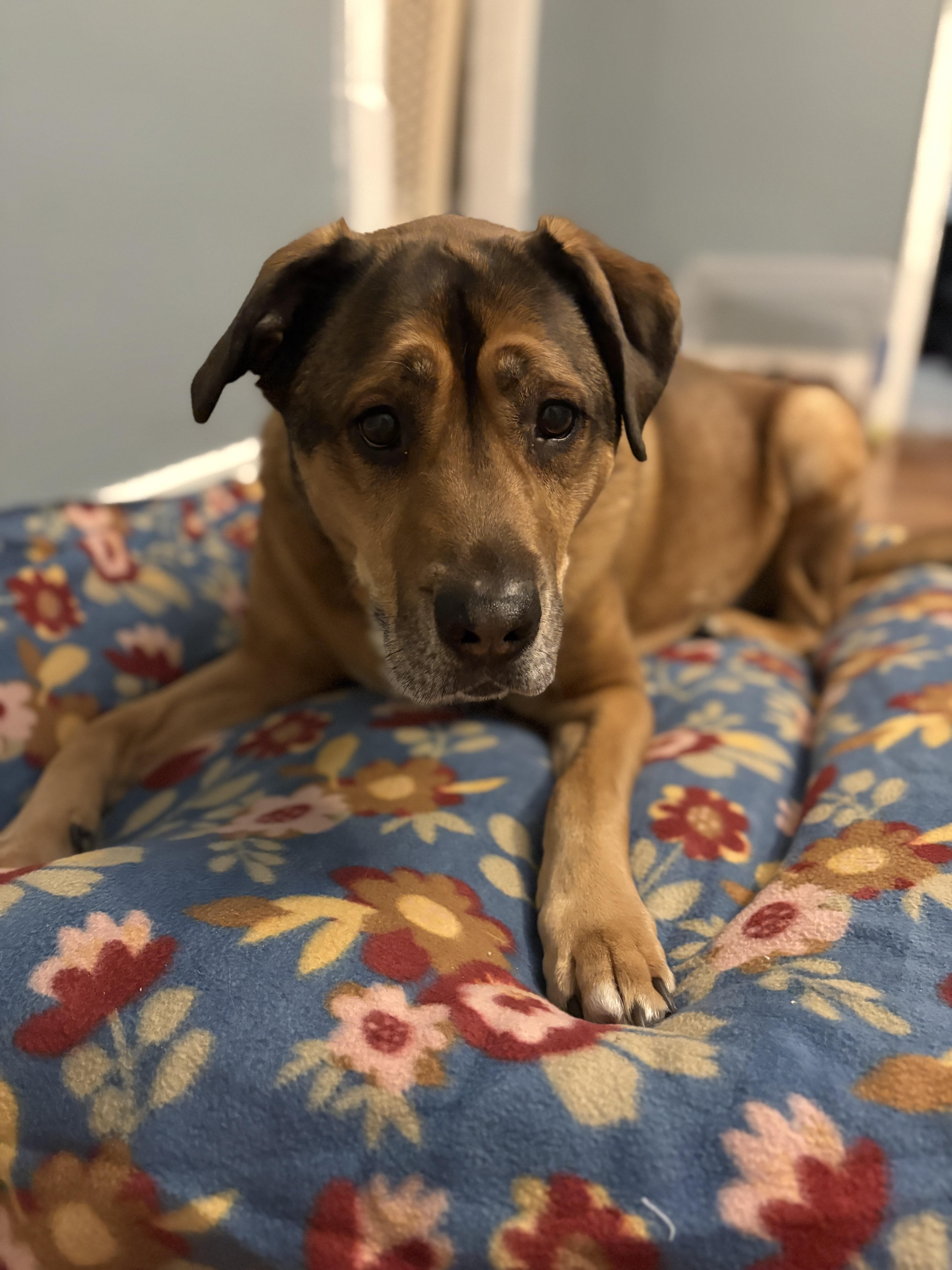 Enlarge Henry, a Adoptable mixed breed in Cincinnati, OH image 1/6