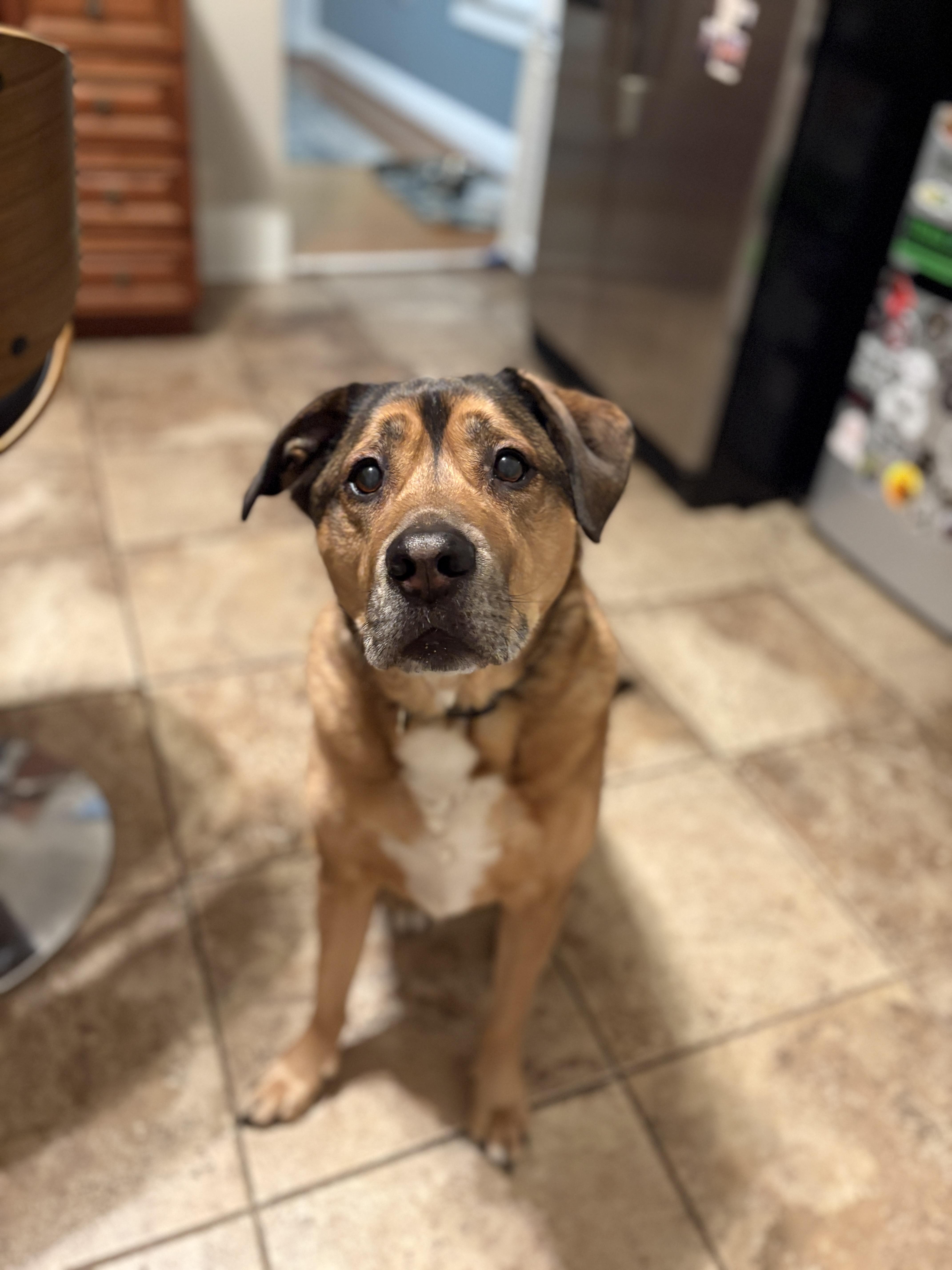 Enlarge Henry, a Adoptable mixed breed in Cincinnati, OH image 2/6