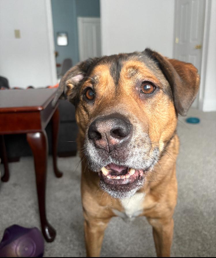 Enlarge Henry, a Adoptable mixed breed in Cincinnati, OH image 5/6