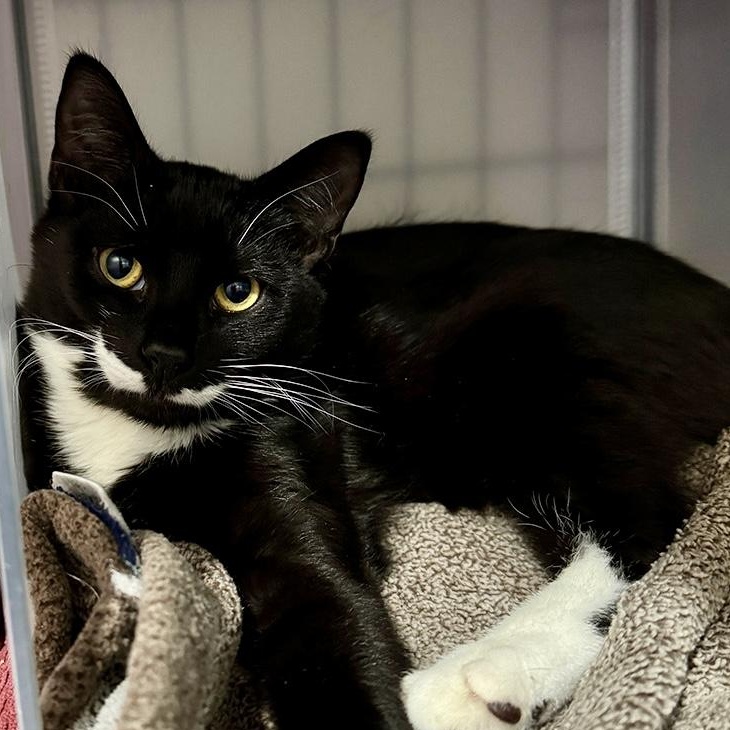 Cosmo, Adoptable, Young Male Domestic Short Hair.