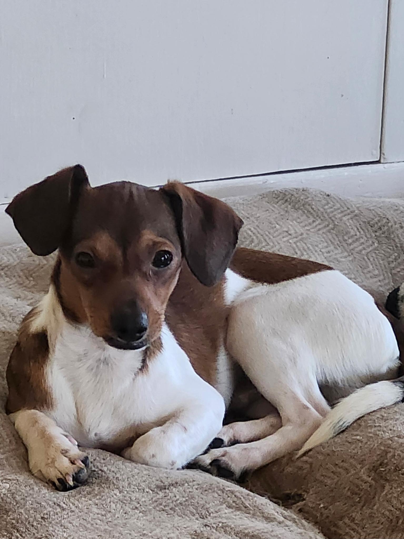 George, a Adoptable mixed breed in Livermore, CA image 3/4