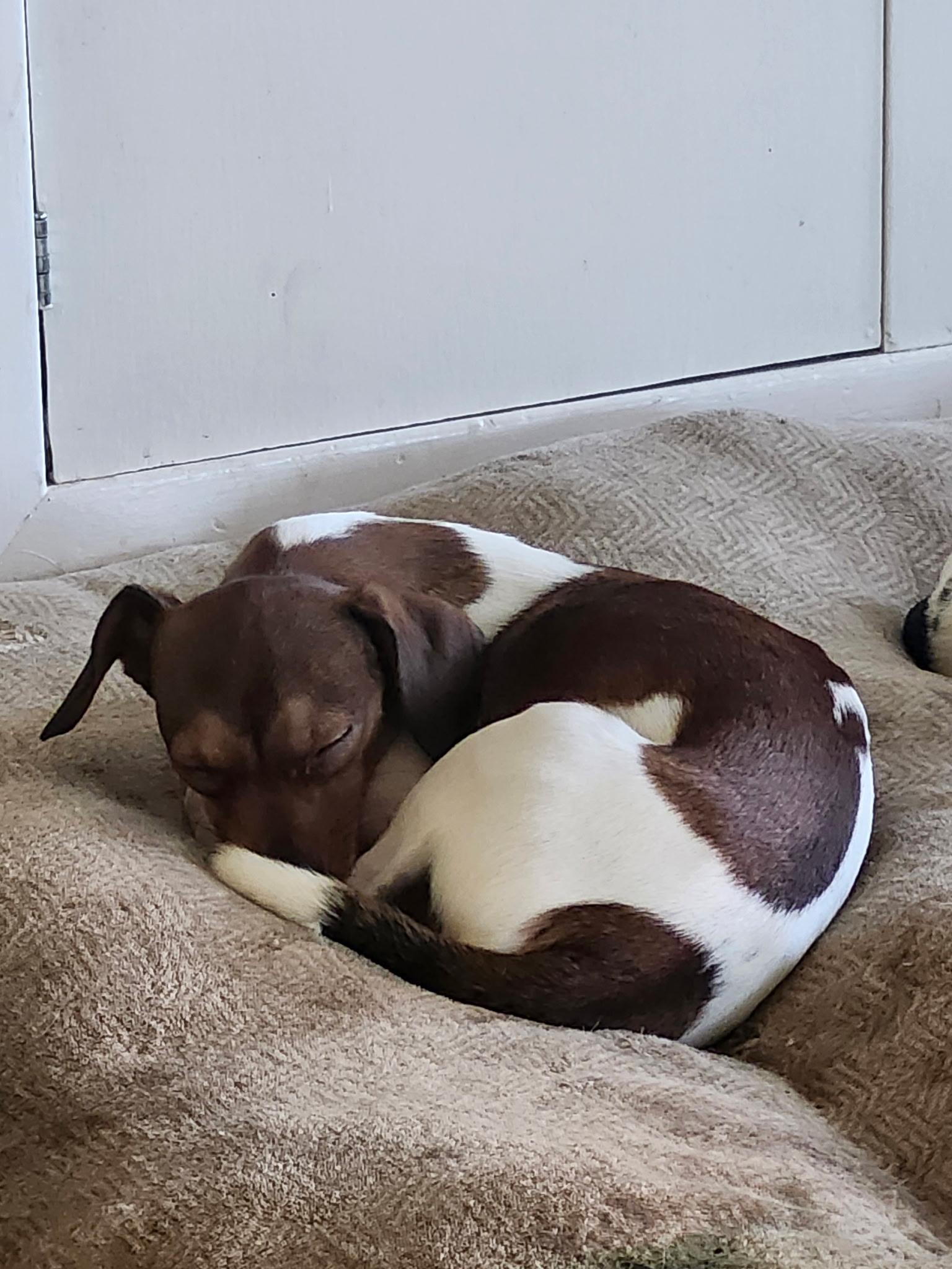 George, a Adoptable mixed breed in Livermore, CA image 4/4