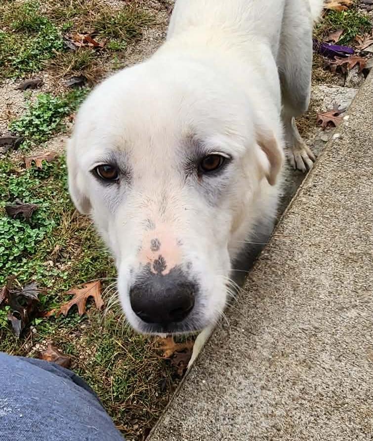 Pearl - Reduced Fee!