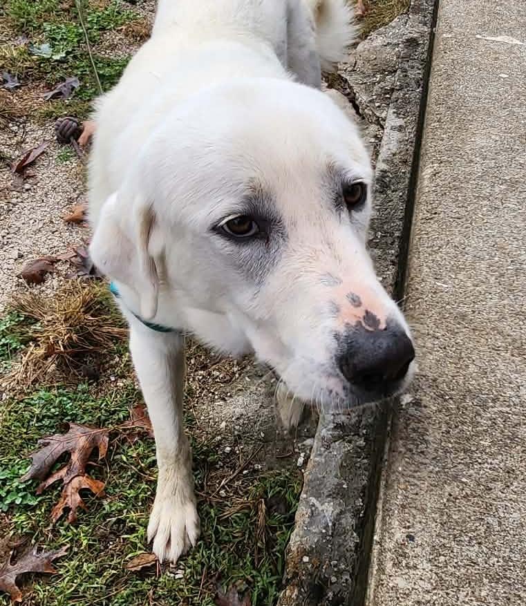 Pearl - Reduced Fee!