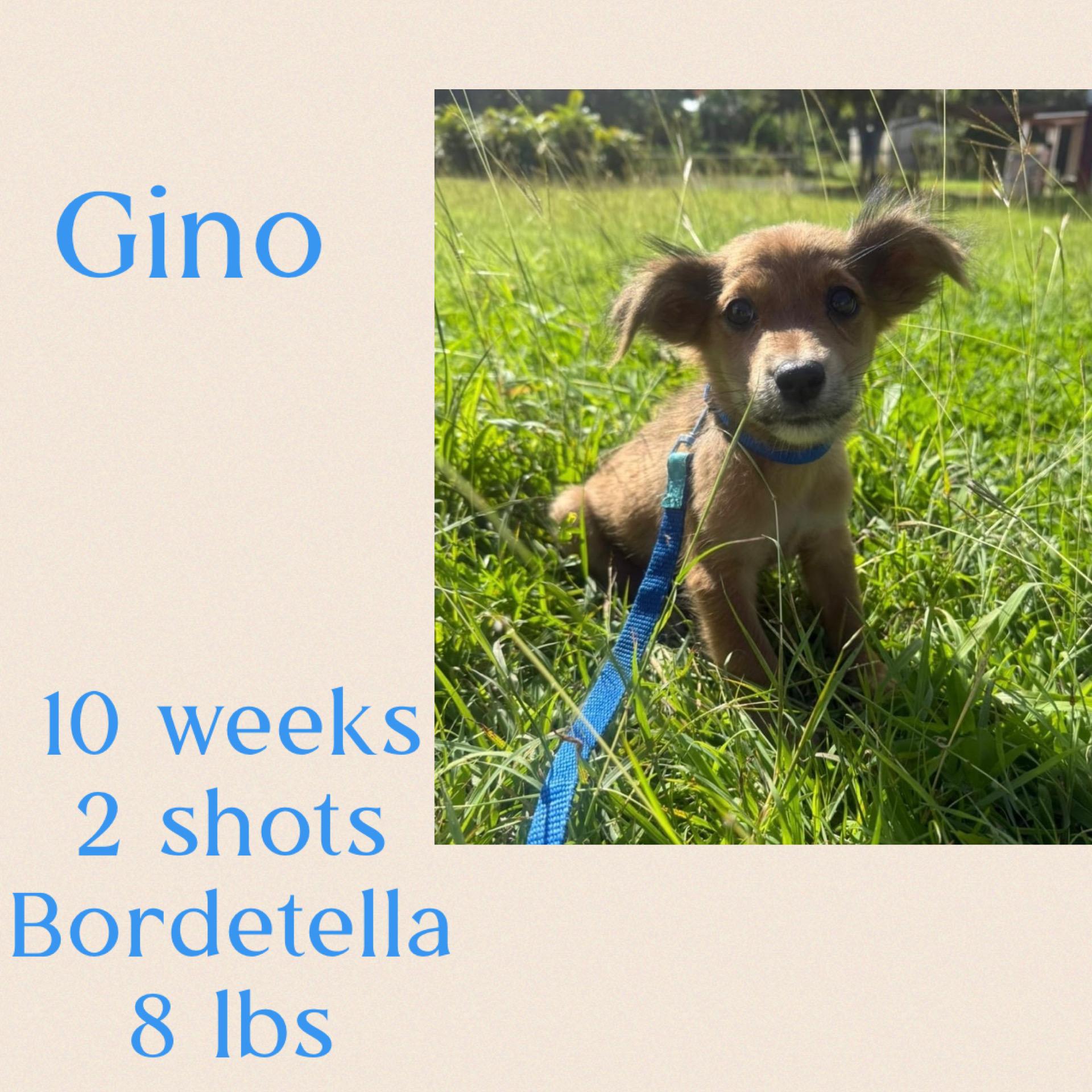 Enlarge Gino , an adopted mixed breed in Virginia Beach, VA image 2/3