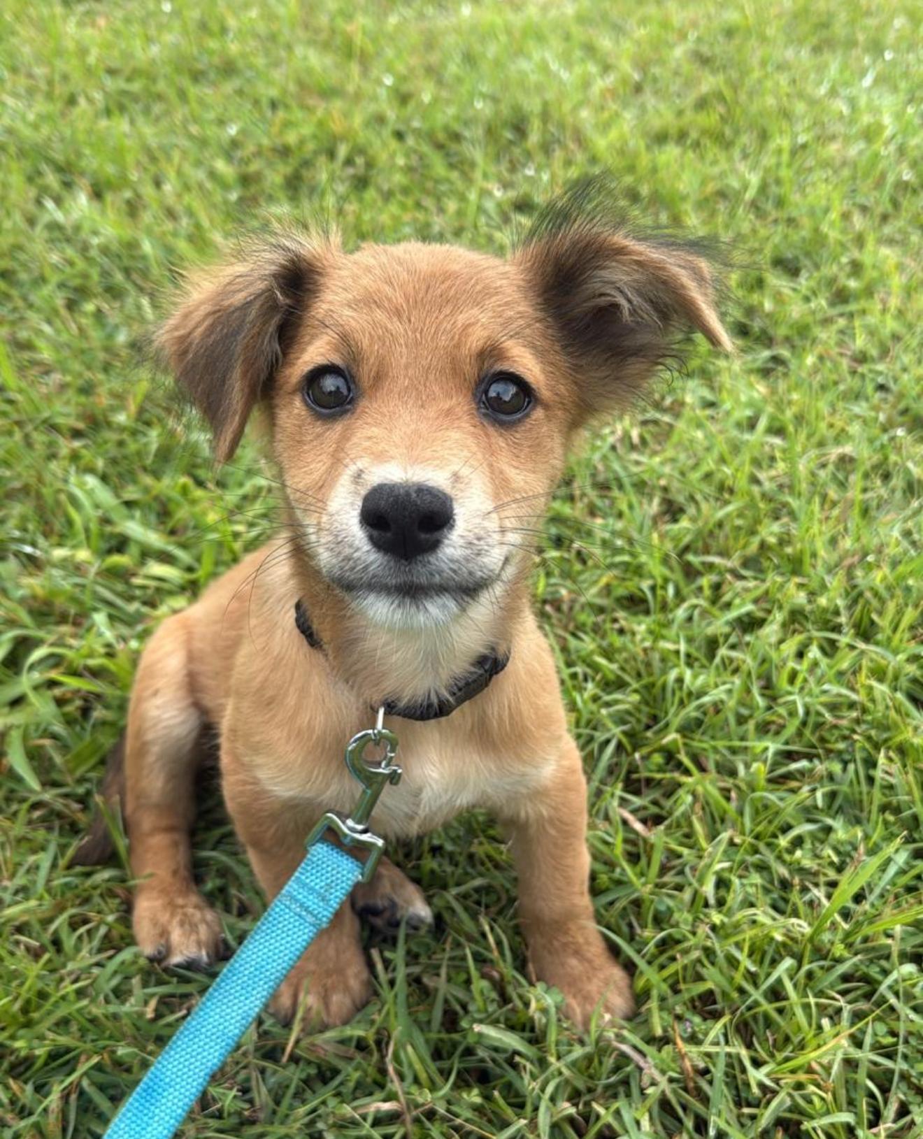 Gino , ADOPTABLE, Puppy Male Terrier.