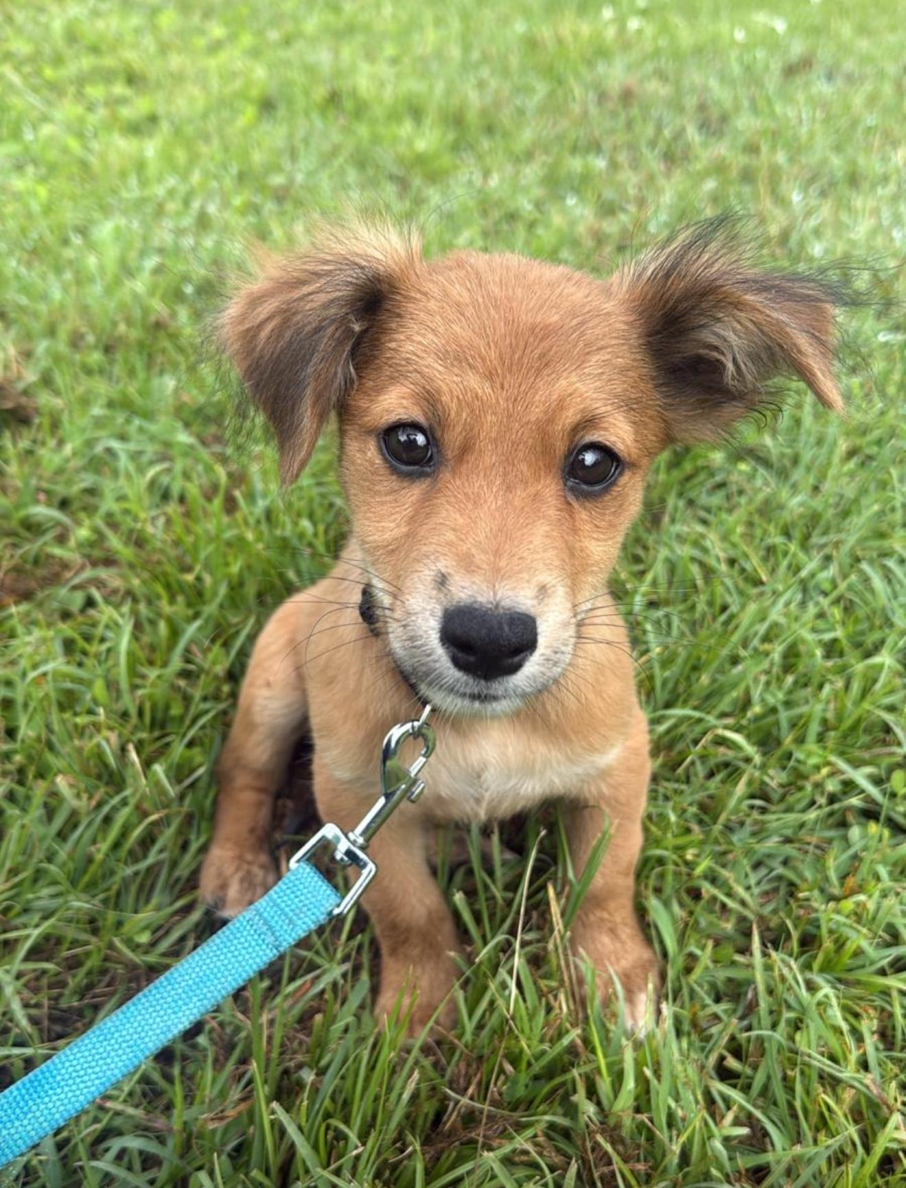 Enlarge Gino , an adopted mixed breed in Virginia Beach, VA image 3/3