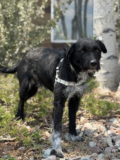 McFlurry, a ADOPTABLE mixed breed in Eagle, CO image 3/3
