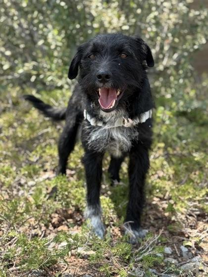 McFlurry, ADOPTABLE, Adult Male Terrier & Schnauzer.