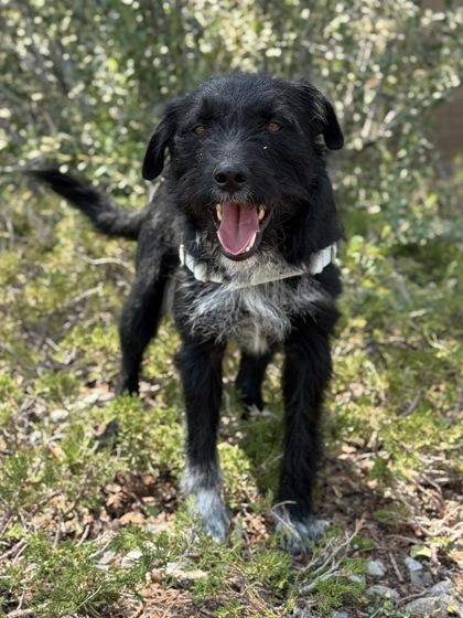 McFlurry, a ADOPTABLE mixed breed in Eagle, CO image 2/3