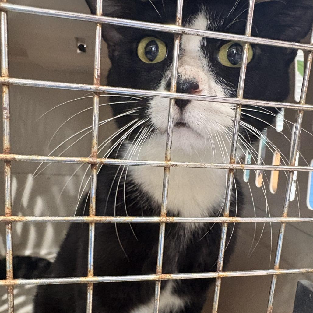 Enlarge Batties, a Adoptable Domestic Short Hair in Livingston, TX image 1/1