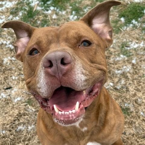Enlarge Jug, a Adoptable Pit Bull Terrier in Southaven , MS image 3/6