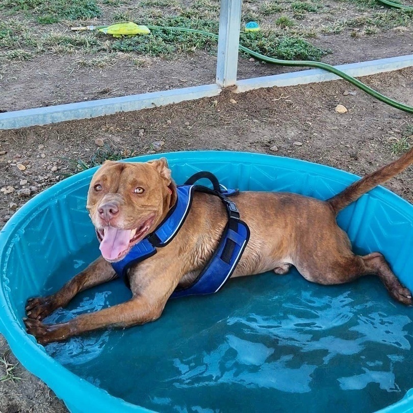 Enlarge Jug, a Adoptable Pit Bull Terrier in Southaven , MS image 5/6