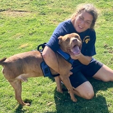 Enlarge Jug, a Adoptable Pit Bull Terrier in Southaven , MS image 6/6