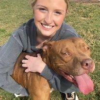 Jug, Adoptable, Young Male Pit Bull Terrier.