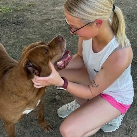 Enlarge Jug, a Adoptable Pit Bull Terrier in Southaven , MS image 2/6