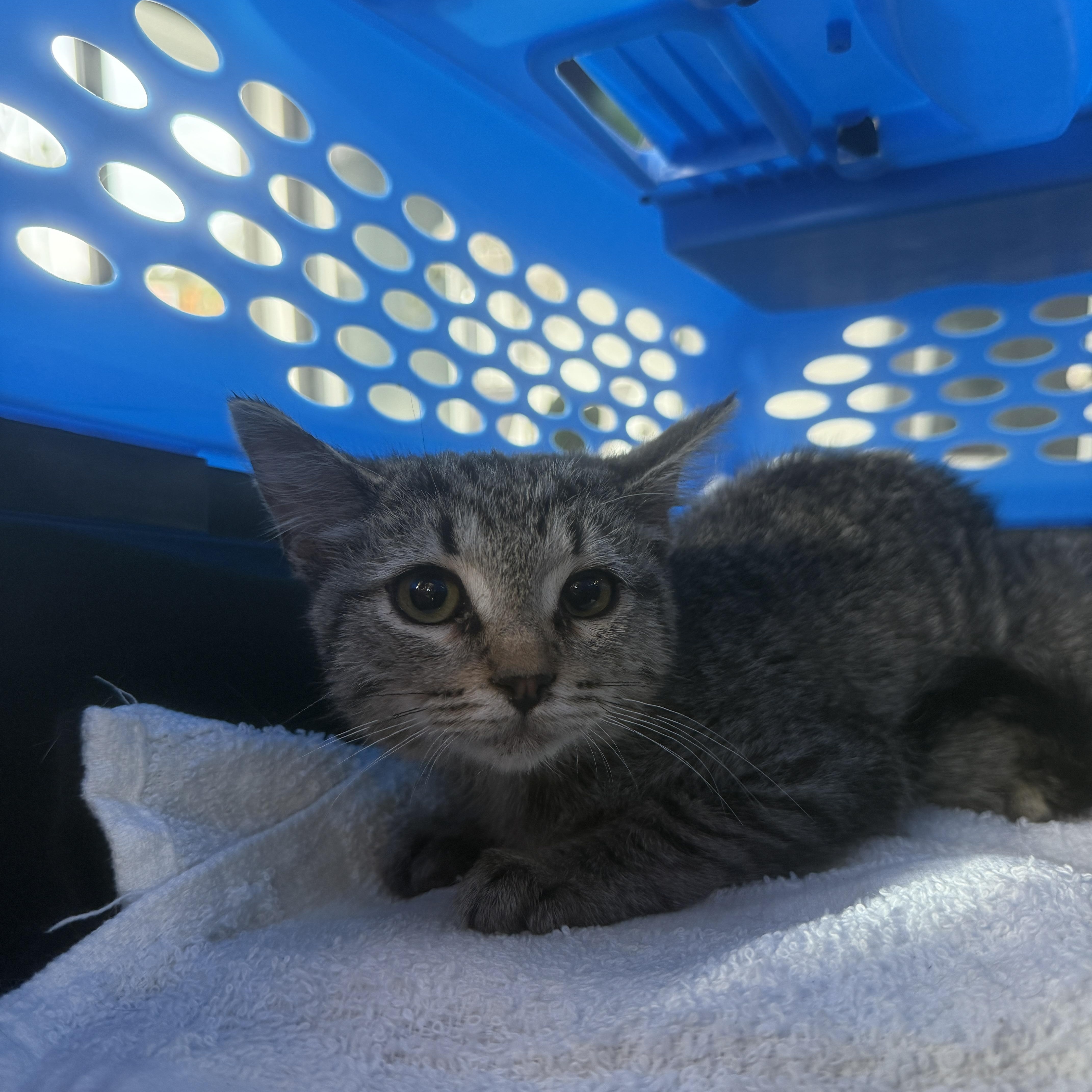 Pedro, ADOPTABLE, Kitten Male Domestic Short Hair.