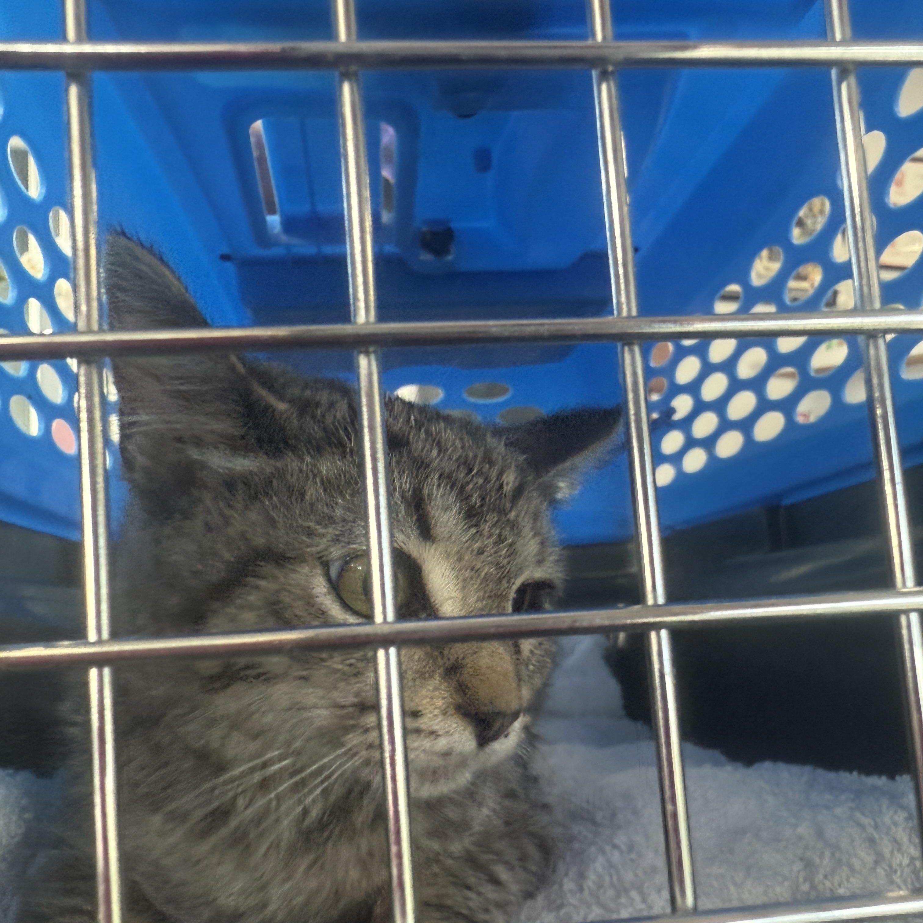 Enlarge Pedro, a ADOPTABLE Domestic Short Hair in Oceanside, CA image 2/2