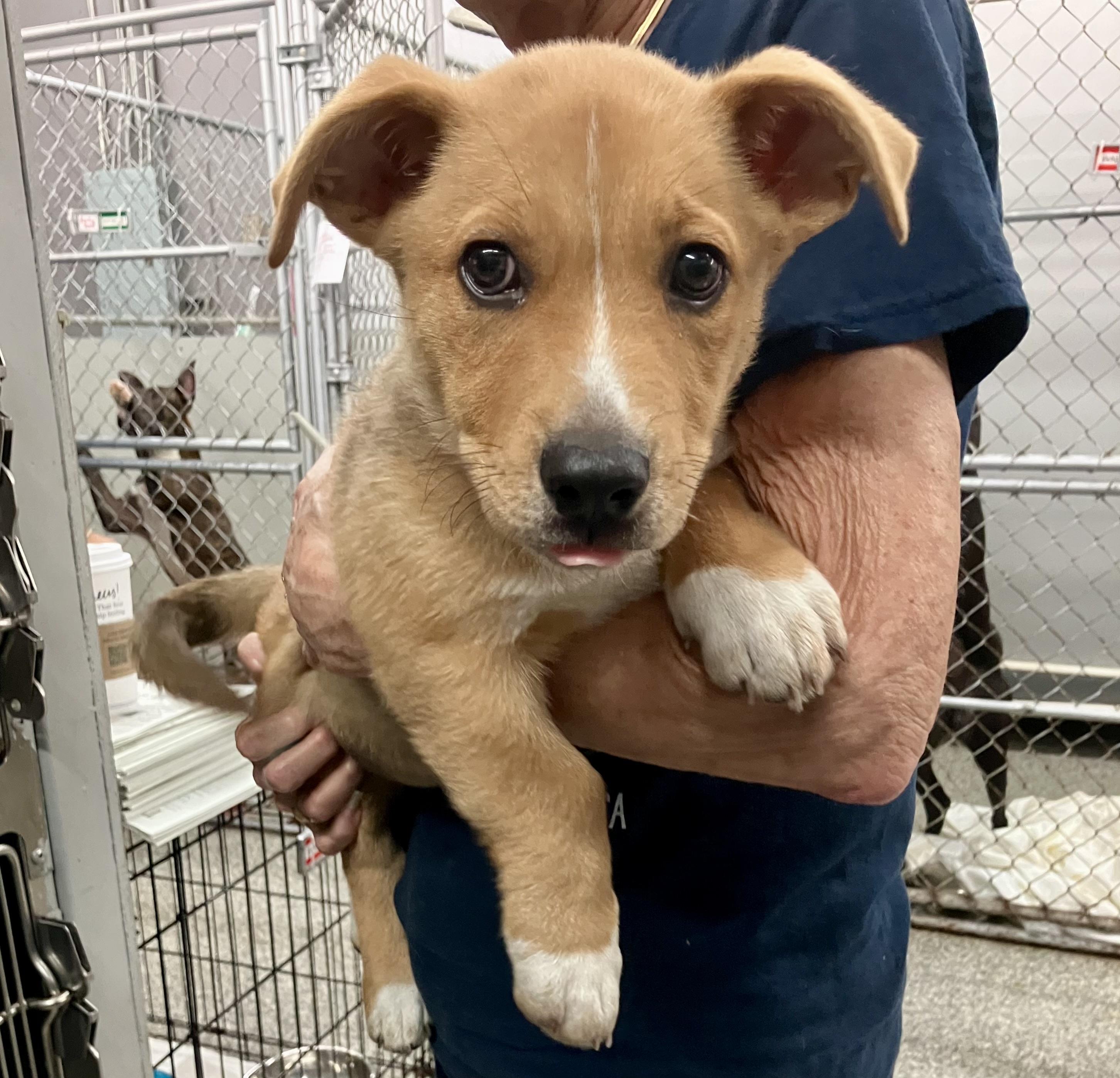 Tia, adopted, Puppy Female Corgi.
