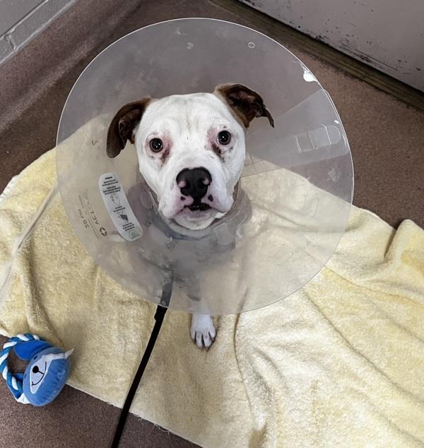 Coco, Adoptable, Adult Male Pit Bull Terrier.