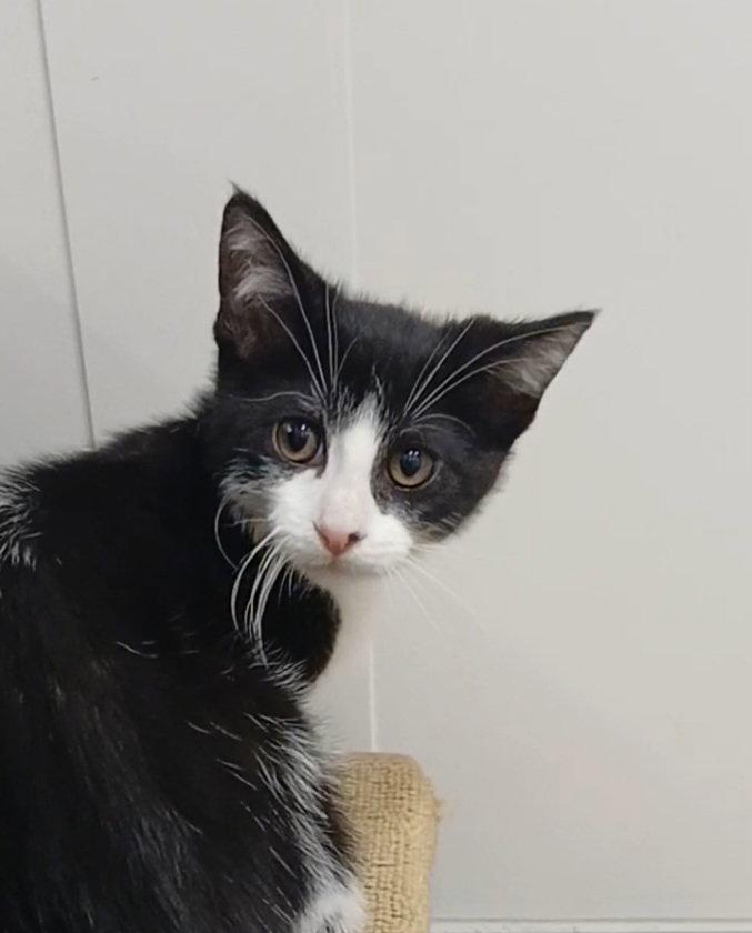 Enlarge Nate Catt, a Adoptable Domestic Short Hair in Bay City, MI image 1/1