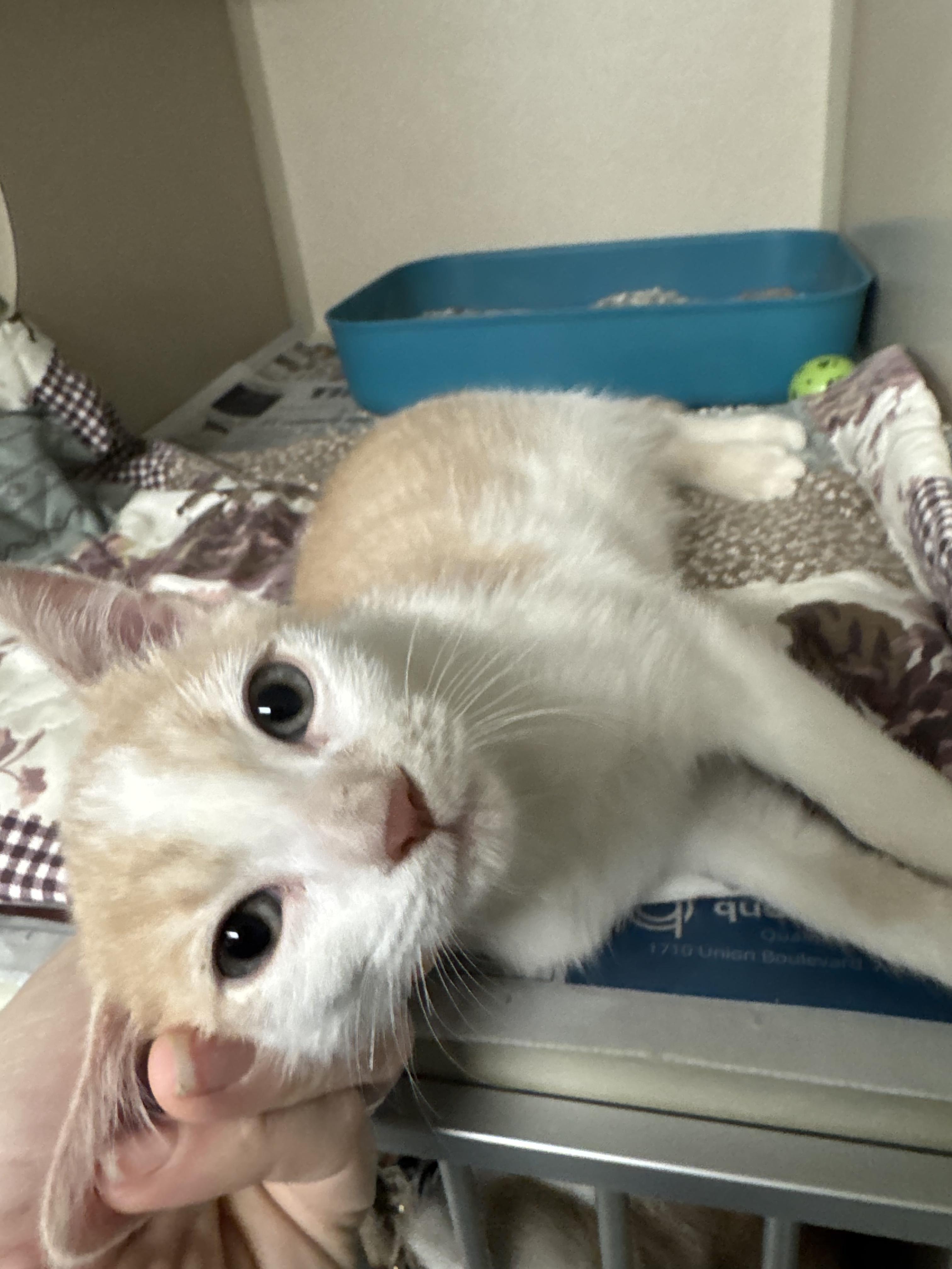 Enlarge Amos, an adopted Domestic Short Hair in Pottsville, PA image 1/1