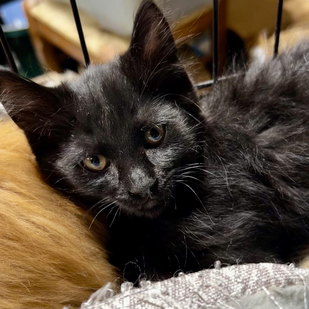 Enlarge Sasha, a Adoptable Domestic Medium Hair in Othello, WA image 1/1