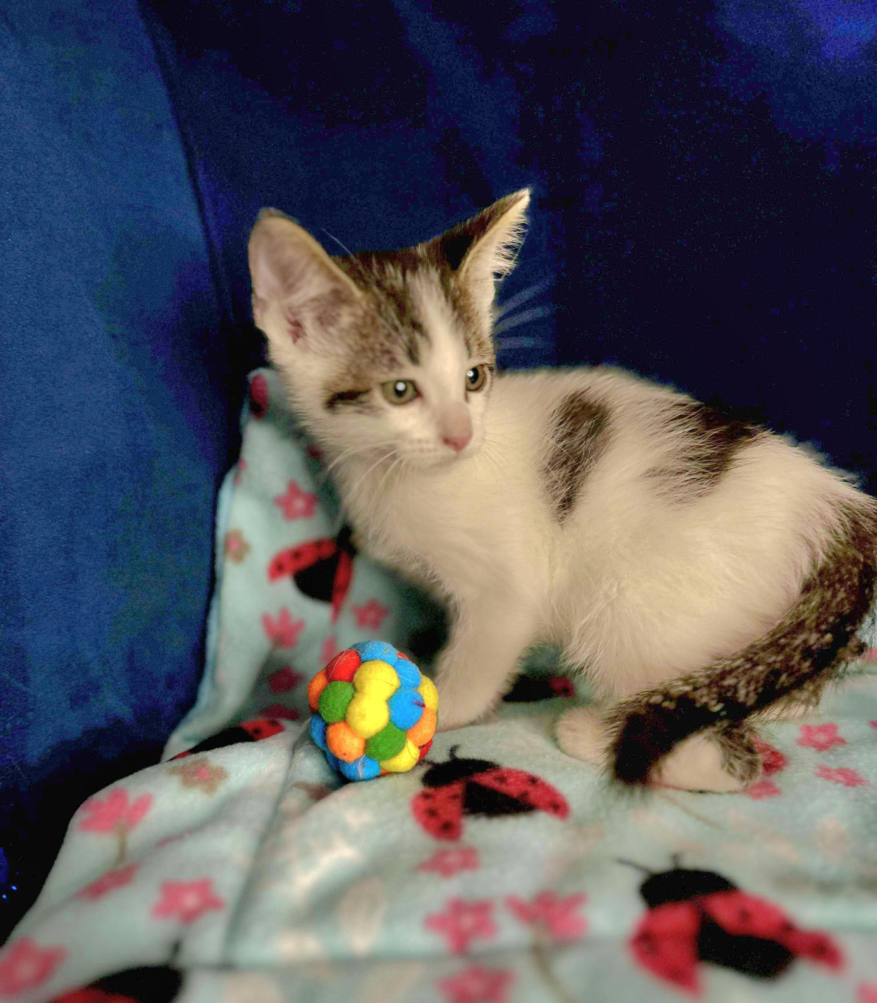 Skeeter - Sweet and affectionate kitten