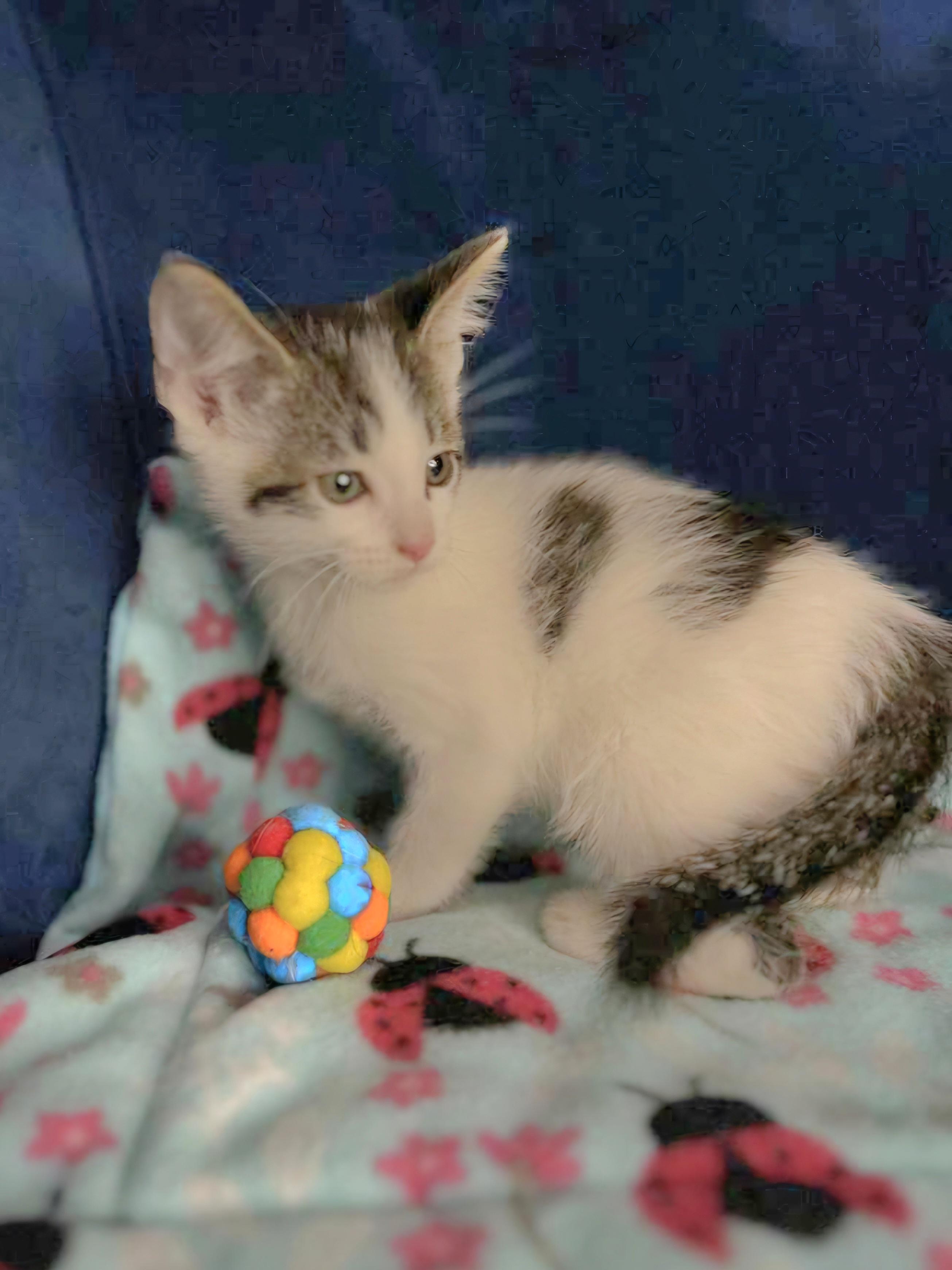 Skeeter - Sweet and affectionate kitten