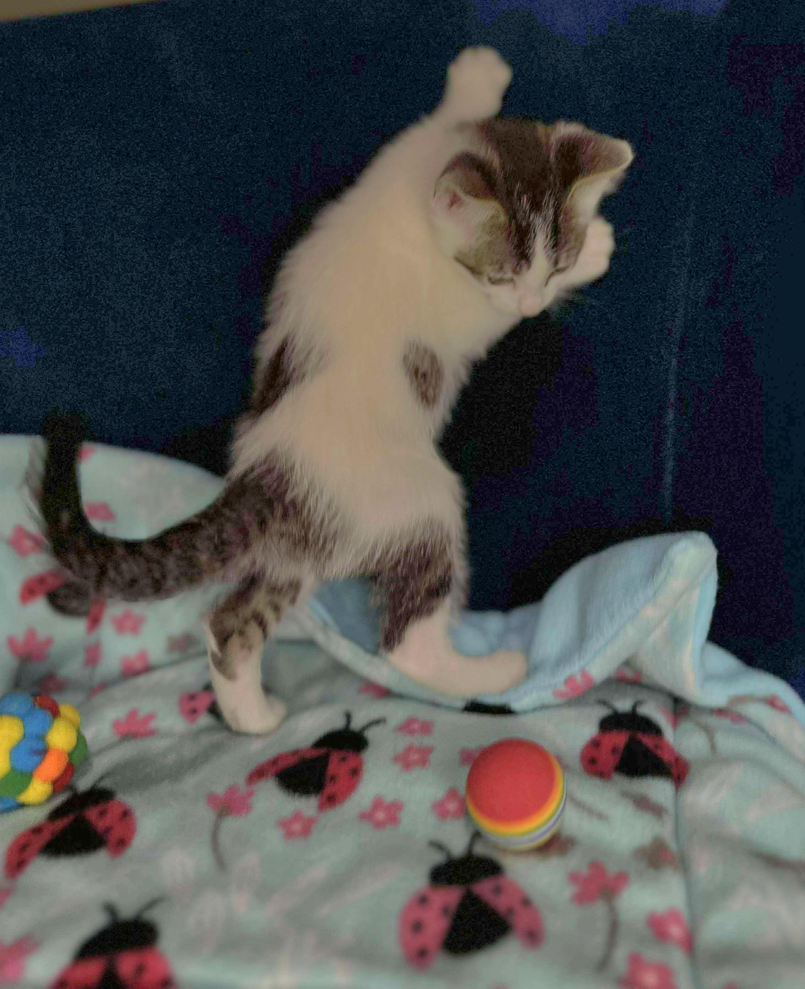 Skeeter - Sweet and affectionate kitten