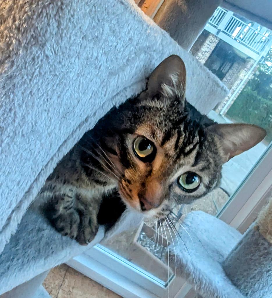 Binx (Gentry), Adoptable, Adult Male Domestic Short Hair.