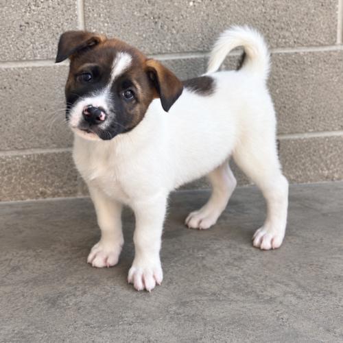 Enlarge Knight, a Adoptable mixed breed in Lathrop, CA image 1/3