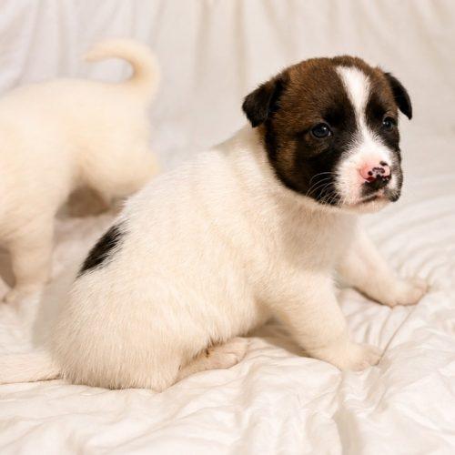 Enlarge Knight, a Adoptable mixed breed in Lathrop, CA image 2/3