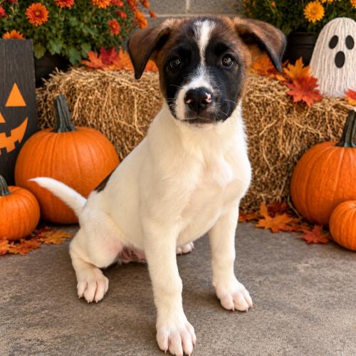 Enlarge Knight, a Adoptable mixed breed in Lathrop, CA image 3/3