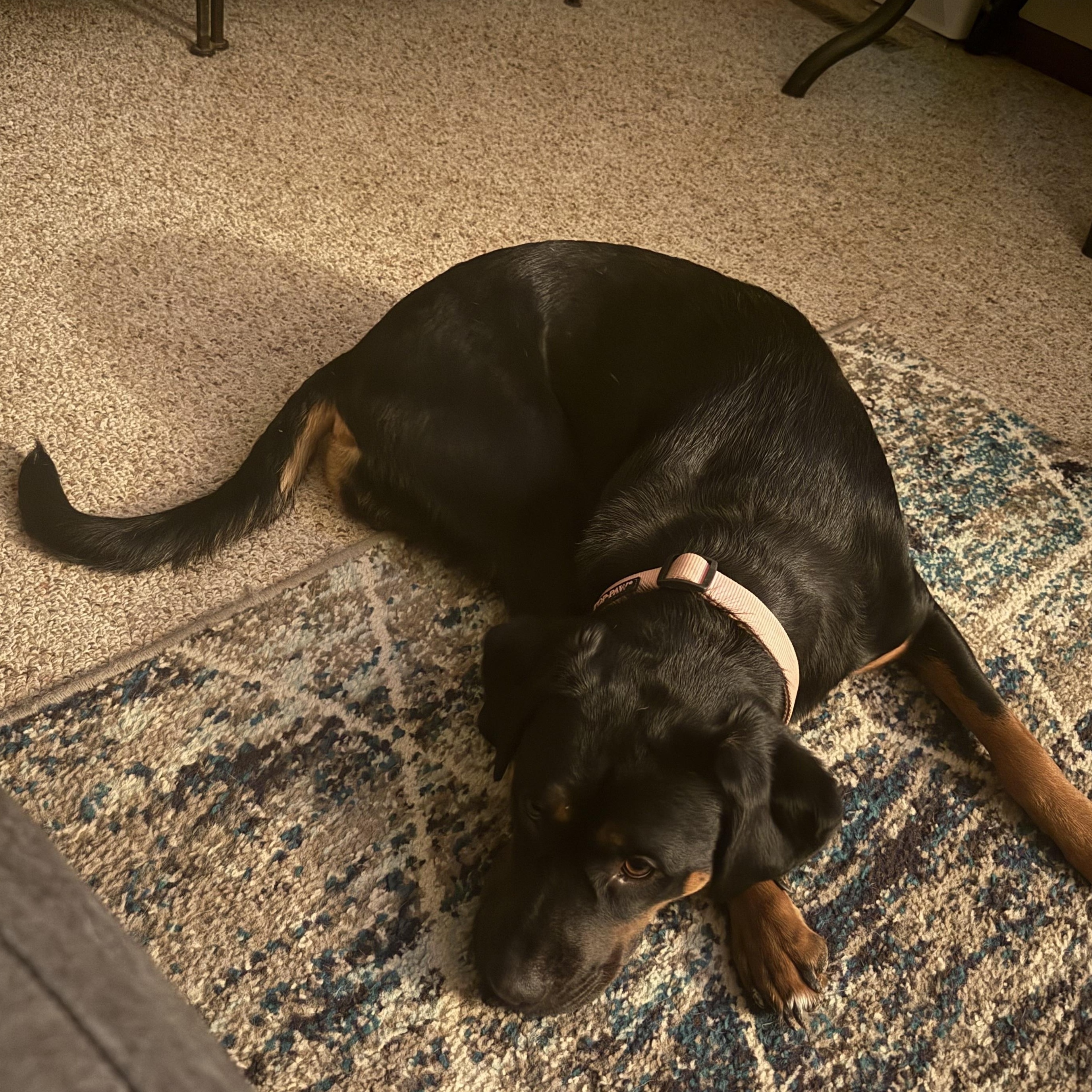 Enlarge Zoe, a ADOPTABLE mixed breed in Seward, NE image 3/3