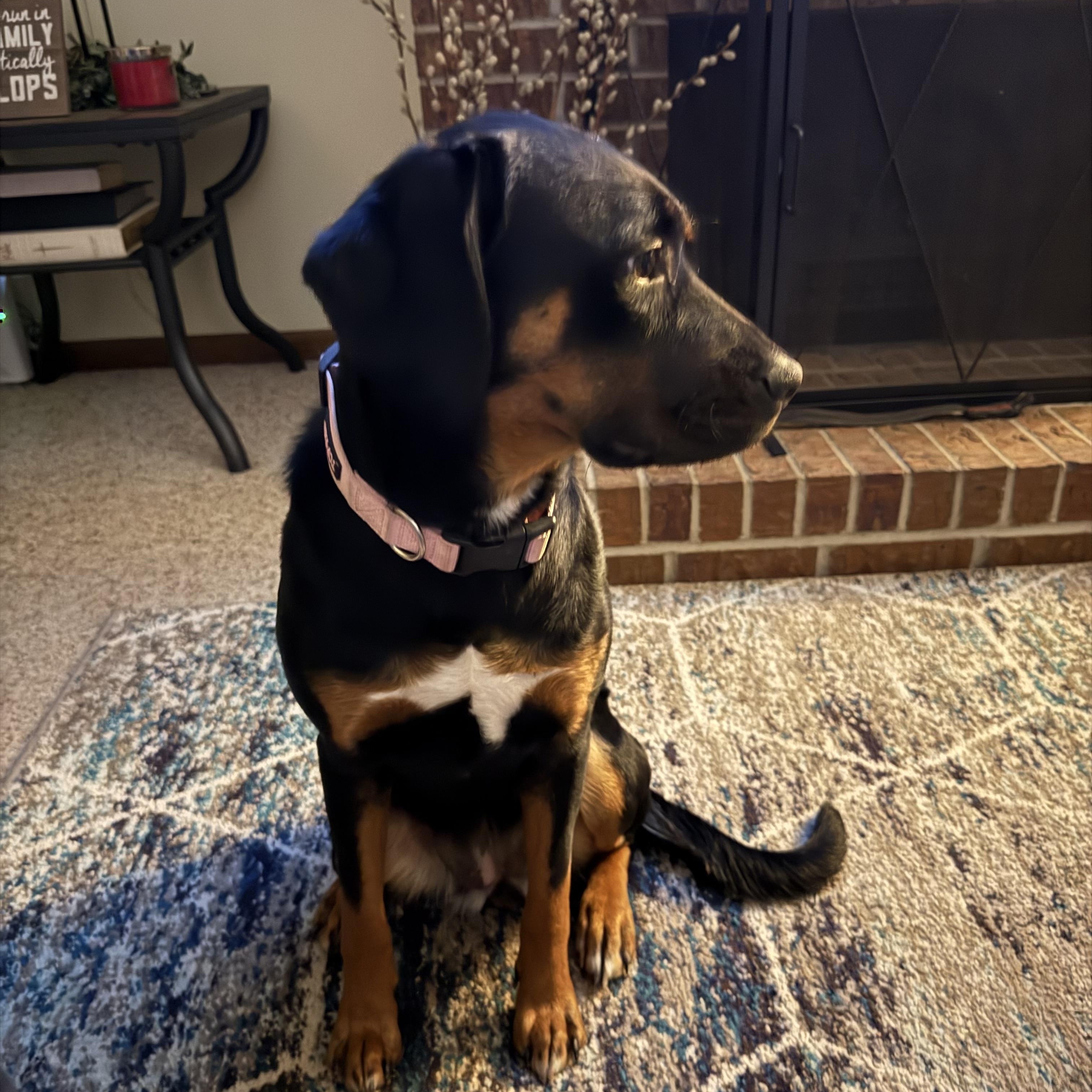 Enlarge Zoe, a ADOPTABLE mixed breed in Seward, NE image 1/3