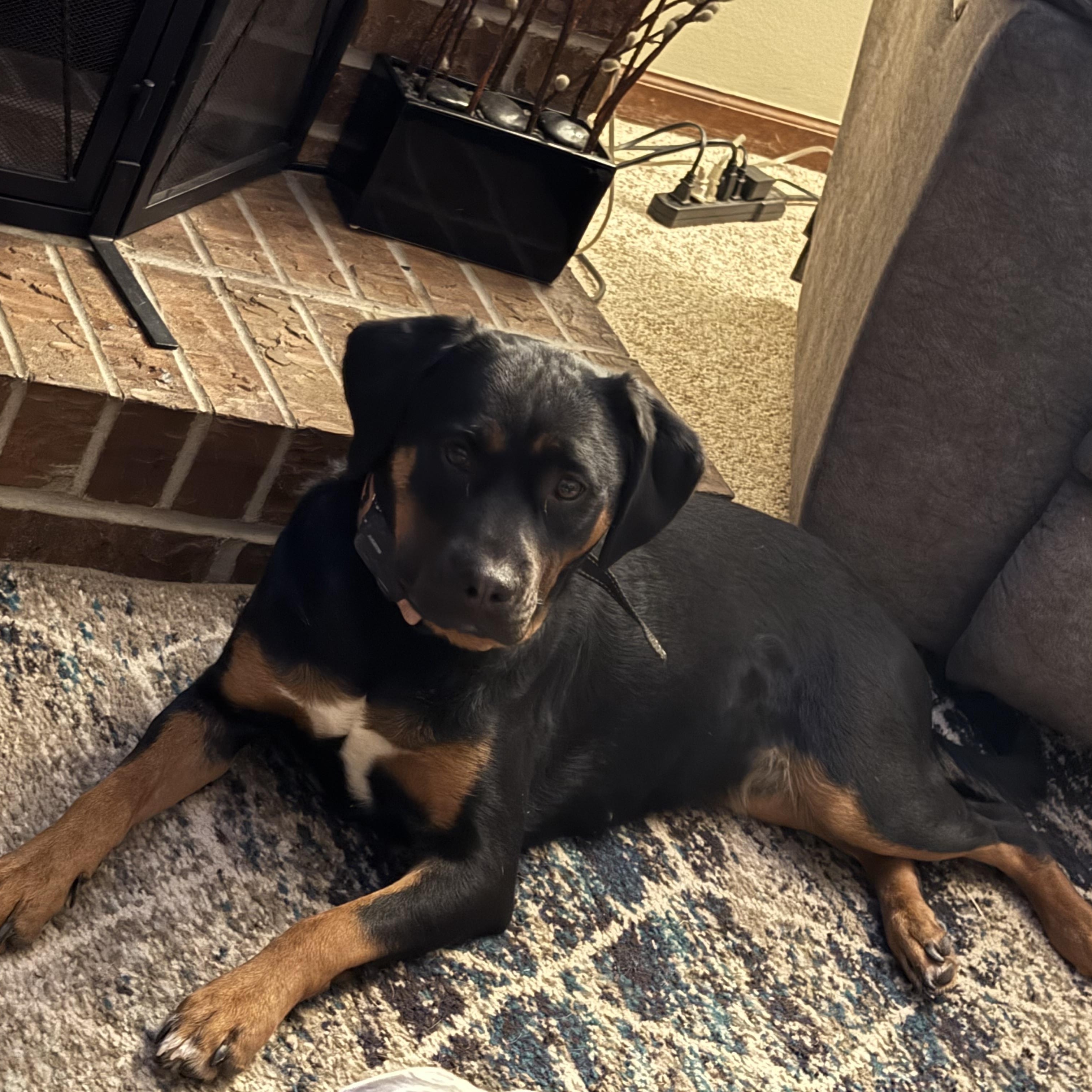 Enlarge Zoe, a ADOPTABLE mixed breed in Seward, NE image 2/3