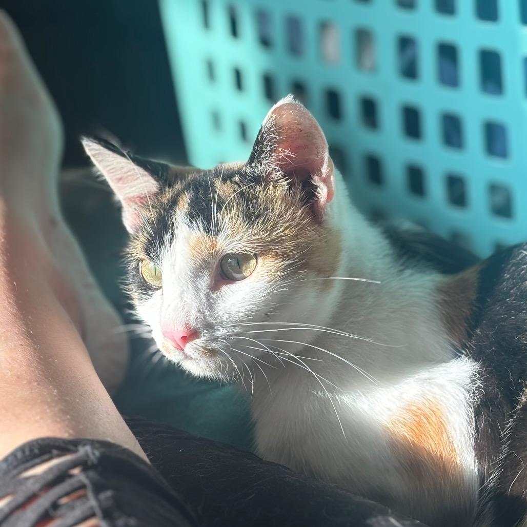 Ruby II — thumbnail 2