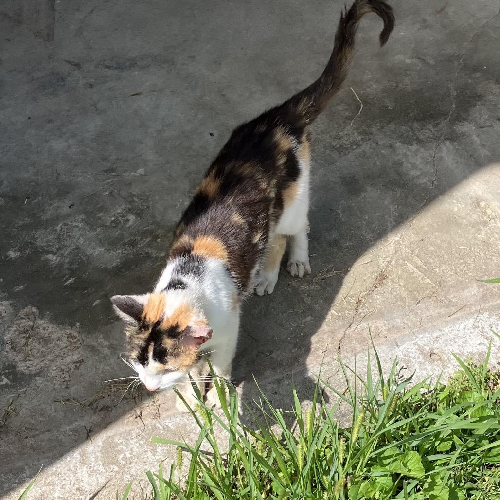 Ruby II — thumbnail 5