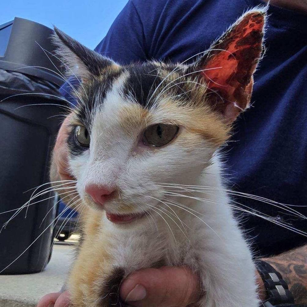 Ruby II — thumbnail 6