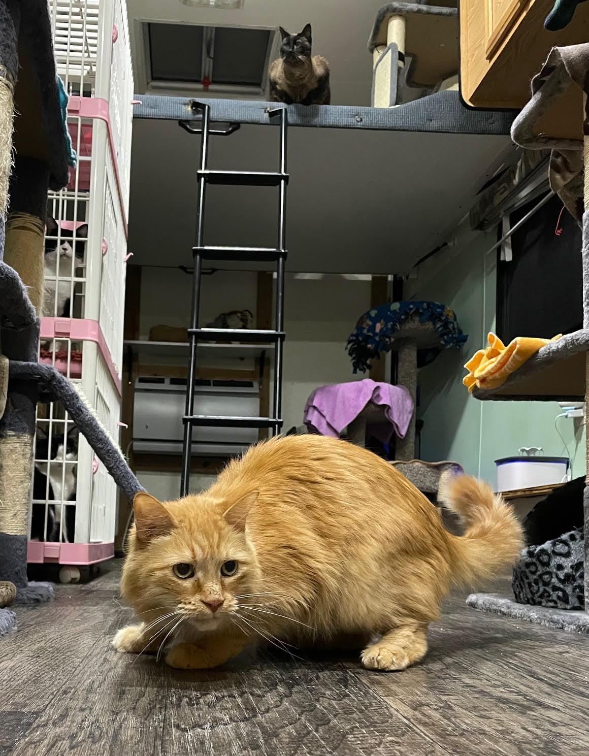 Winston, Adoptable, Adult Male Domestic Long Hair & Tabby.