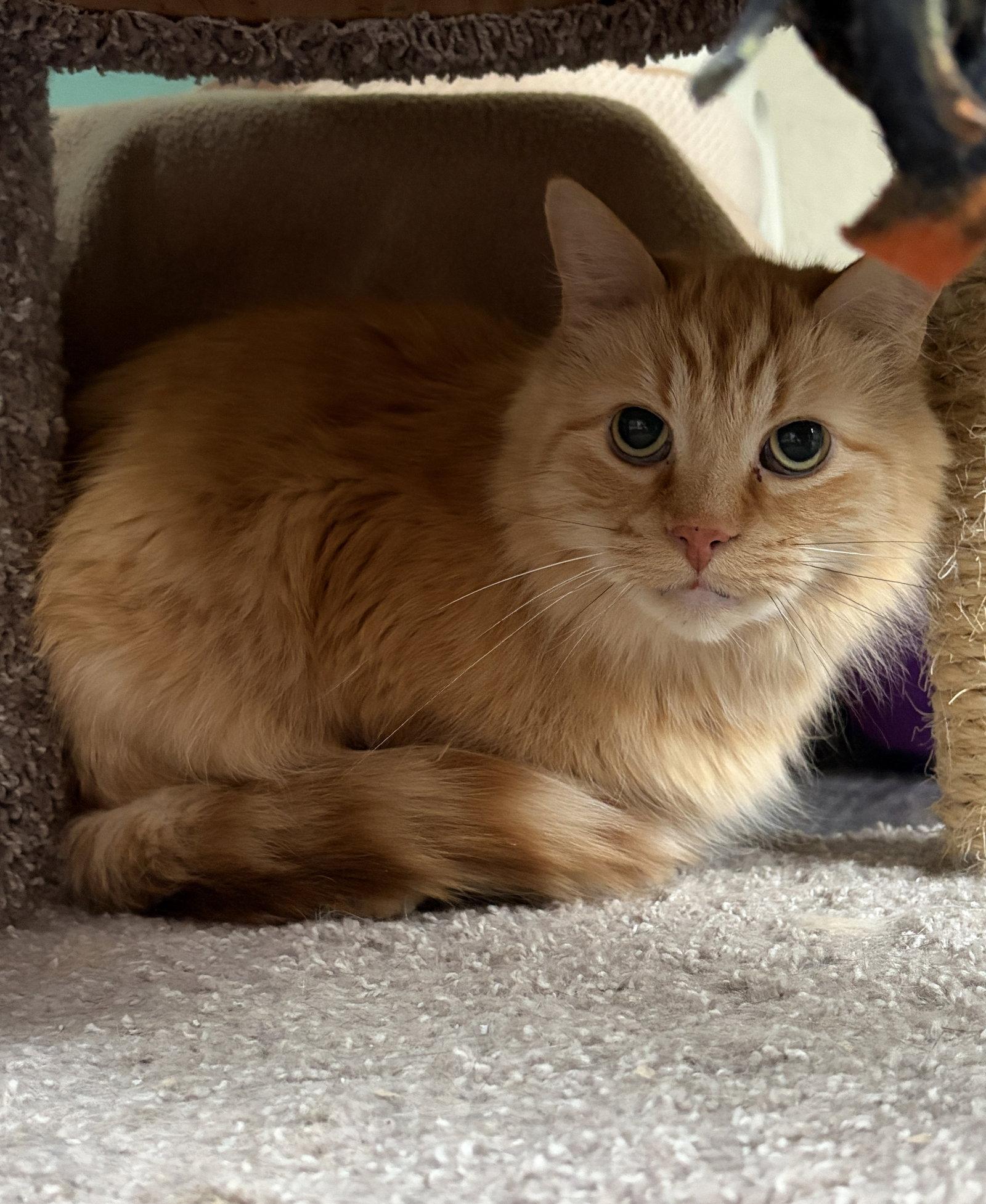 Winston, a Adoptable mixed breed in Island Lake, IL image 3/3