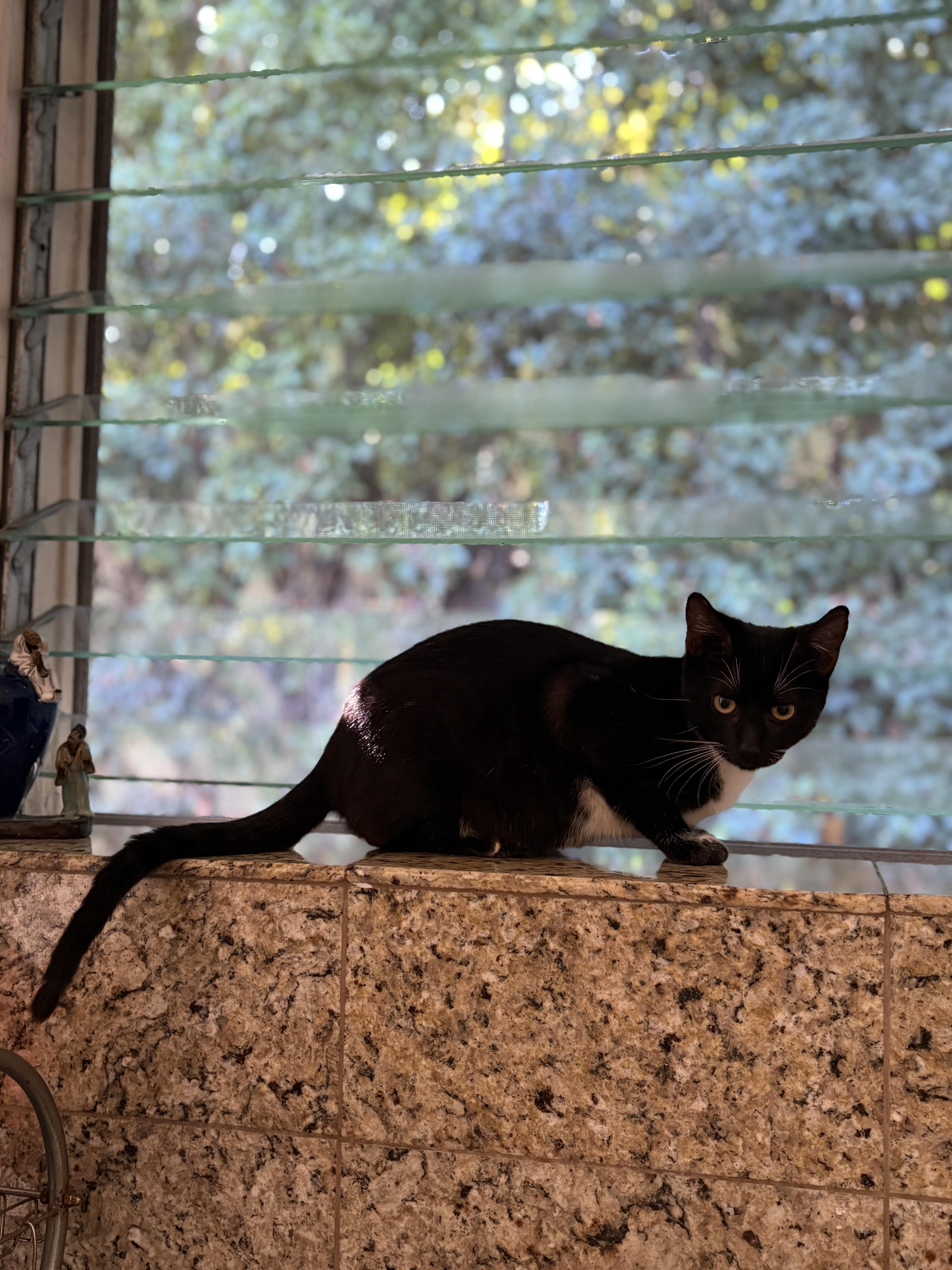 Enlarge Agnes, a ADOPTABLE mixed breed in Pacific Palisades, CA image 3/6