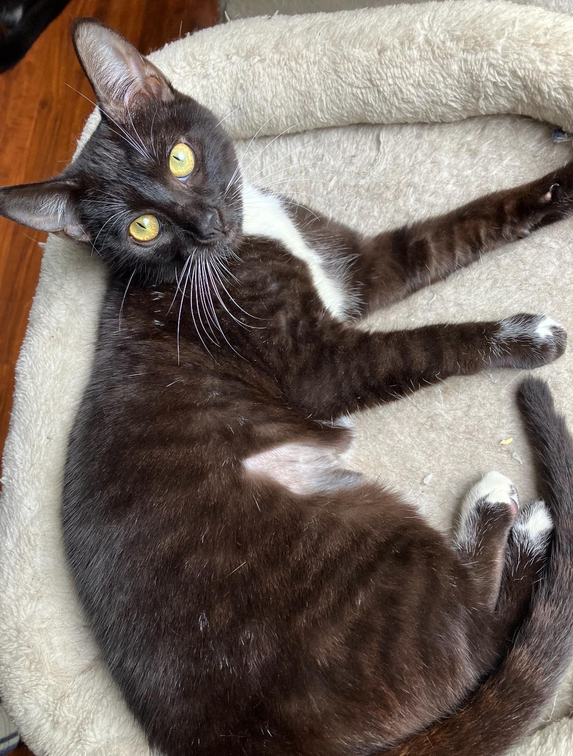 Agnes, ADOPTABLE, Young Female Tuxedo.