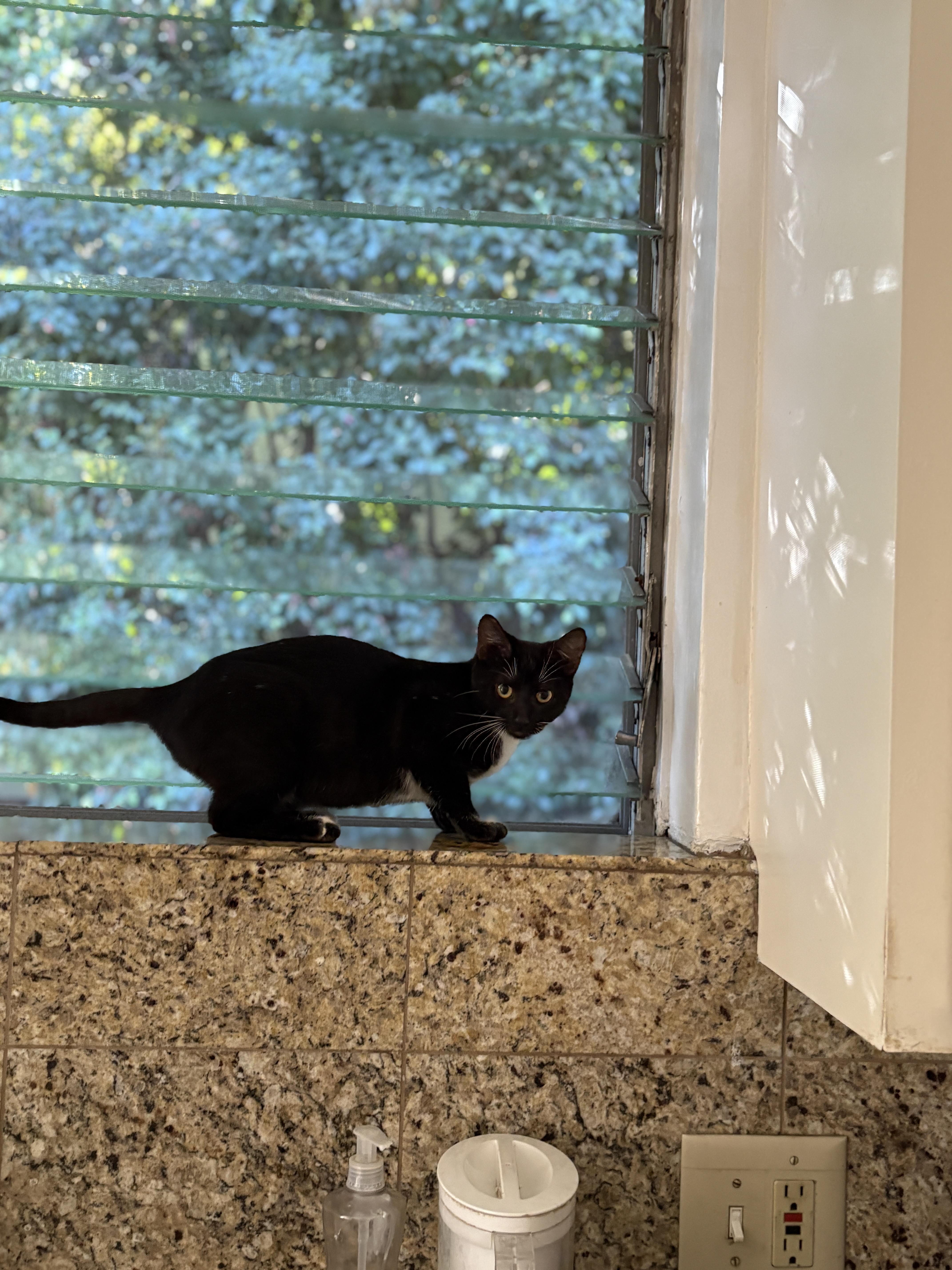 Enlarge Agnes, a ADOPTABLE mixed breed in Pacific Palisades, CA image 4/6