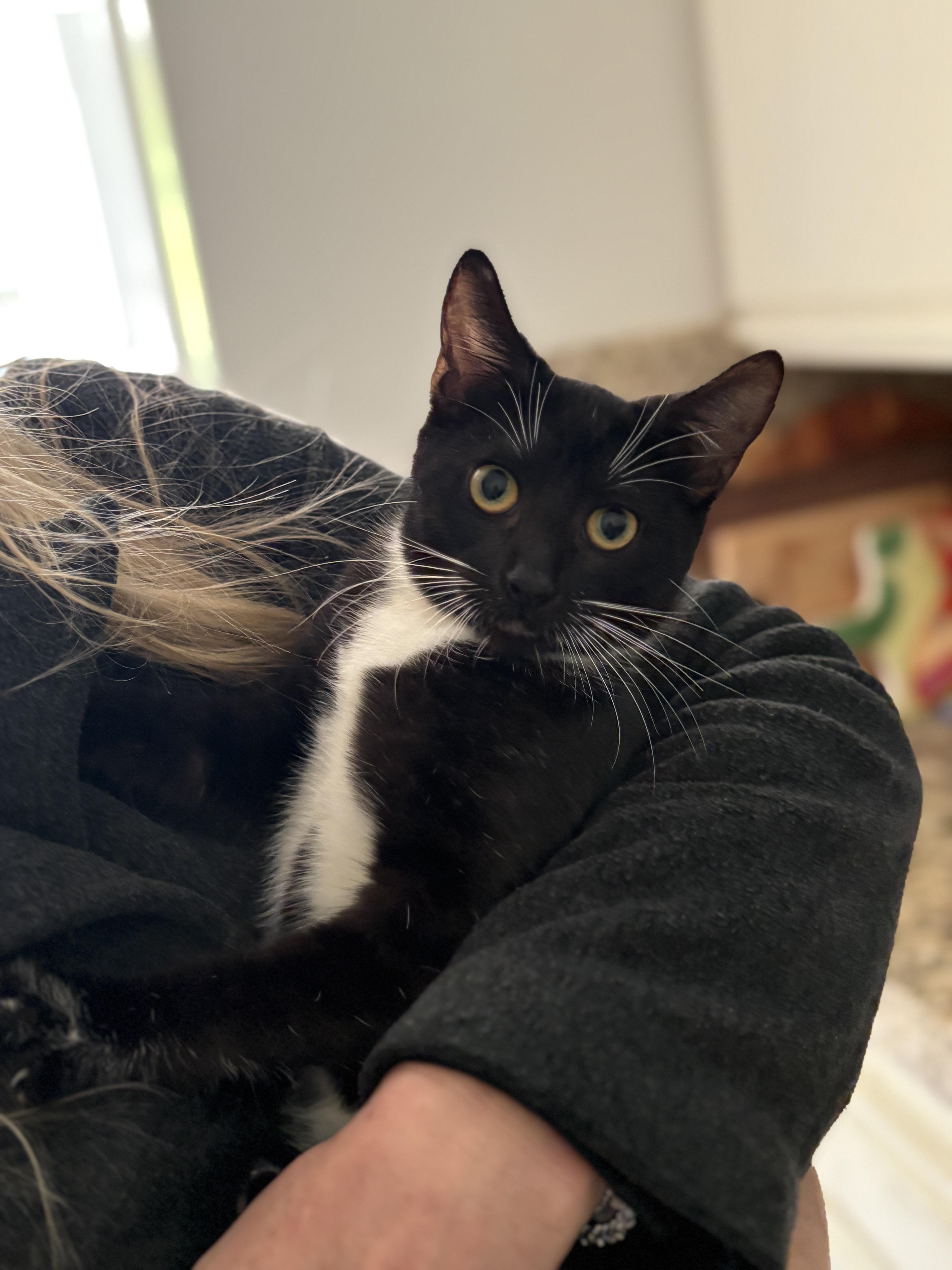 Enlarge Agnes, a ADOPTABLE mixed breed in Pacific Palisades, CA image 2/6