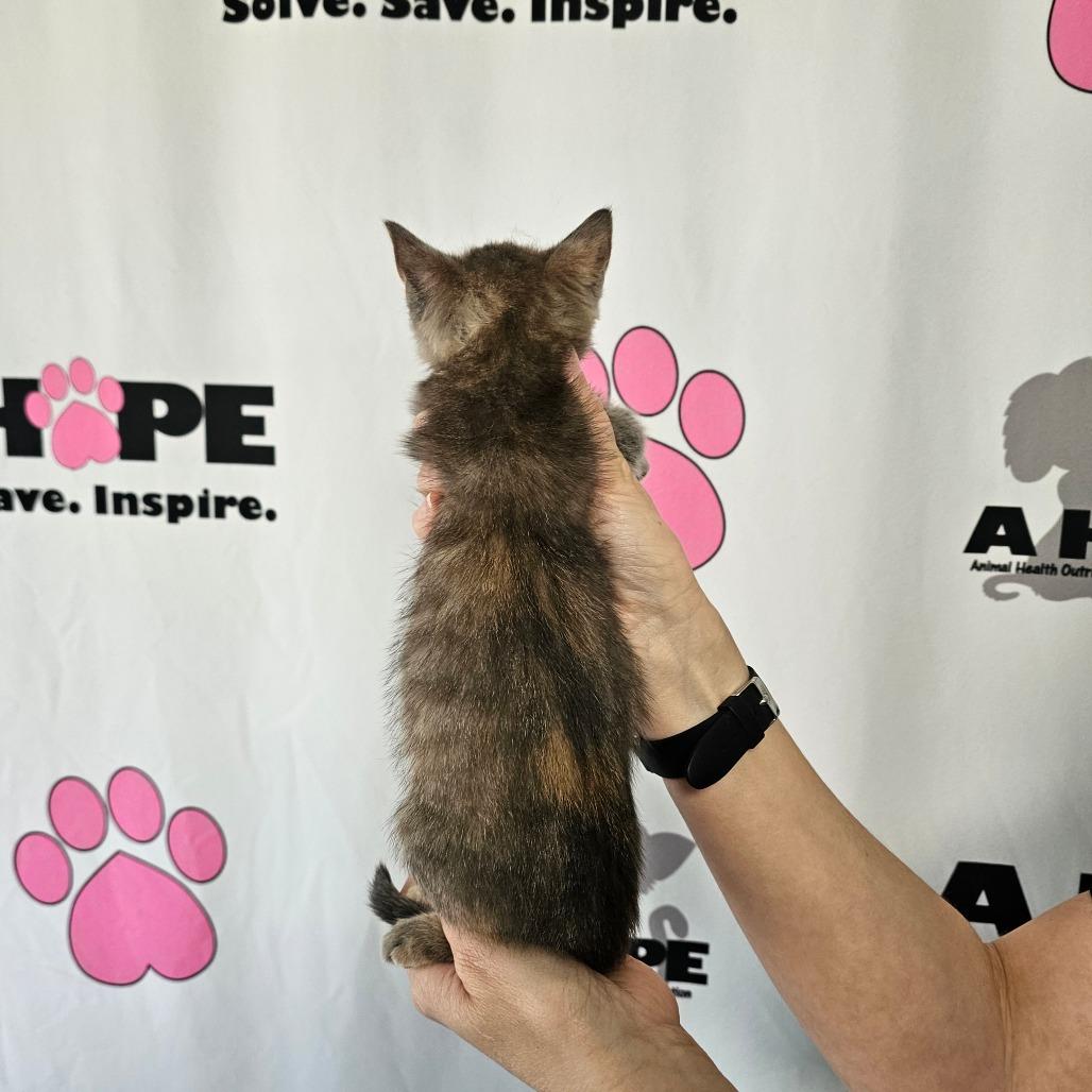 Girl Scout Elf, Adoptable, Kitten Female American Shorthair.